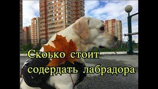 Сколько стоит содержать лабрадора. Наш опыт