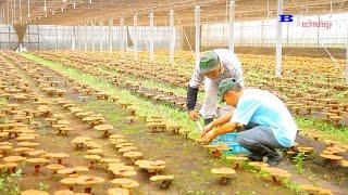 How To Grow Ganoderma in Japan  - Red Reishi Mushroom Farm - Growing and Harvesting Straw Mushrooms