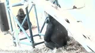 Philadelphia Zoo Gorilla Soap Opera Update