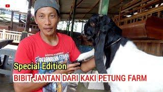 Inilah Bibit Jantan kambing pe dari kaki petung farm