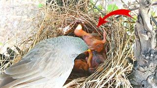 Cuckoo baby was throwing the baby out of the nest mom trying to catch the baby @Birdsbabies7786