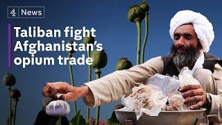 Taliban's drug trade problem: the reality of Afghanistan's opium addiction