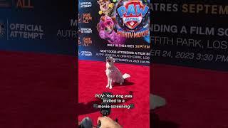 My Dog was Invited to a Movie Premiere!