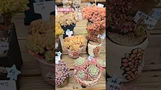 250513#야전님 010-2841-8420