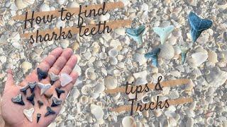 How to find shark teeth - TIPS & TRICKS