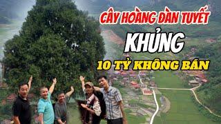 ĐỘC & LẠ CÂY HOÀNG ĐÀN TUYẾT KHỦNG NHẤT VIỆT NAM TRẢ 10 TỶ CHỦ NHÀ KHÔNG BÁN | CÙNG XE ĐẦU KÉO VLOG