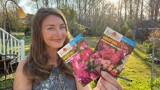 Growing Sweet Peas from Seed