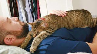 Cute Cats And Owner Sleeping - The BEST Feeling In The World!!