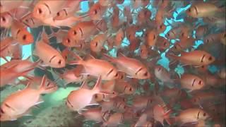 SCUBA DIVING. CABO VERDE  S.ANTAO WRECK.