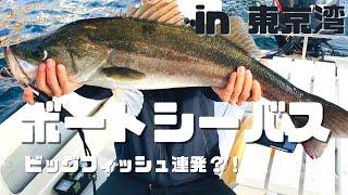 【シーバス】東京湾ボートシーバス！！簡単・楽しい・最高！バスタックルで出来る！！