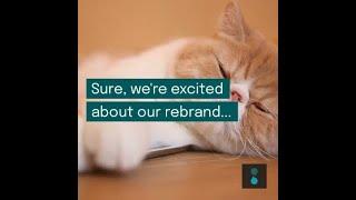 Cat Nap Fever: Sogolytics Rebrand Excitement / Weekend Refresh!