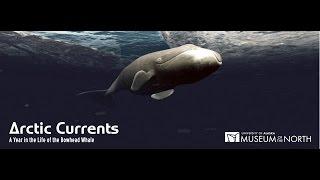 Arctic Currents: A Year in the Life of the Bowhead Whale (English)