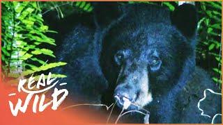 Tracking Bears In The Wild (Wildlife Documentary) Savage Wild