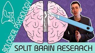 Split Brain Research - Biological Psychology  - Biological Psychology [AQA ALevel]