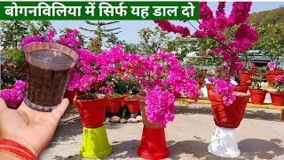 बोगनविलिया में सिर्फ यह डाल दो | Bougainvillia Fertilizer | Nature lover Vinno |  Summer Flower