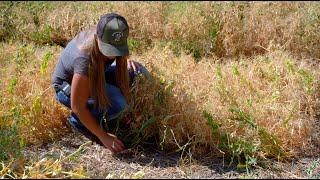 WSU Soil Science Research | Pullman, WA | Washington Grown