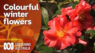 Colour Me Cool | Colourful Winter Flowers | Gardening Australia