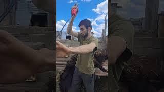 СТРИЖКА ПЛЕМ-БАРАНА СТРИГАЛЬНОЙ МАШИНКОЙ #rek