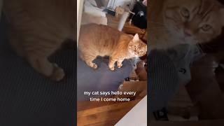 How Politely!... | Cat videos | cat | funny cats