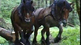 Strong Belgian Draft Horses-Horses Moving Logs