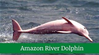 Amazon River Dolphin || Amazon Pink River Dolphin Facts || Amazon River Dolphin Habitat