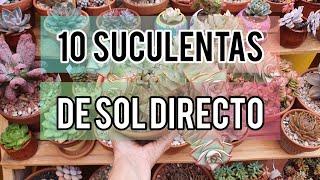 10 Suculentas de sol directo/ Jardín Suculento