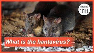 What is the hantavirus?