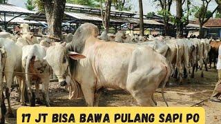 Hanya Disini 17Jt Bisa Dapet Sapi PO Qurban Di Pasar Kebumen