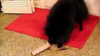 Silly Pom