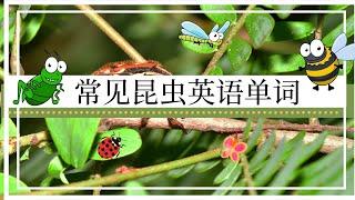 常见昆虫英语名称|昆蟲英語單詞