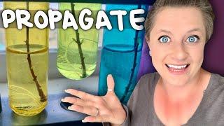 Let's Propagate Mint! | How to Propagate Mint in Water