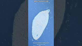 Microbes vs Flesh Eating Pineapple Juice under the Microscope! #shorts