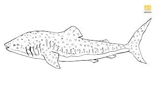 Whale shark drawing II How to draw A Whale shark drawing step by step II part 01 II #artjanag