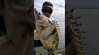 Ауха на реке Амур ! #fishing #джиг