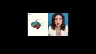 Как работают наши инстинкты #обучениерасстановкам #психология #расстановки