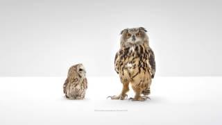 WGU Owl Commercial "Wisdom"