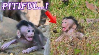 Top Viral Scene! newborn Babette monkey shaky tantrums to find mommy monkey | MONKEY Jenifer