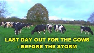 LAST DAY OUT FOR THE COWS   BEFORE THE STORM