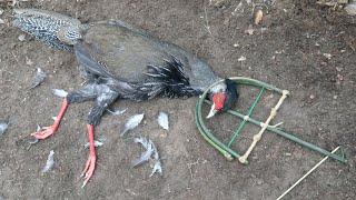 Wild Man: Creative Amazing Trap to Catch Pheasant in the Jungle