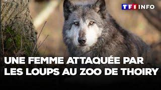 Une femme attaquée par les loups au zoo de Thoiry