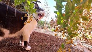 Cats With a GoPro Show You Their World: Searching For a Lizard