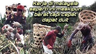 Kerja di malaysia seperti ini meskipun berat tapi cepat dapat duit potong buah nanas