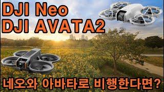 DJI Neo와 DJI 아바타2로 10월의 해바라기 꽃밭 비행 / DJI AVATA2 / Korea FPV Drone / FPV Freestyle