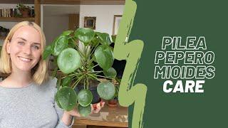 Pilea Peperomioides care  | Watering, propagation, common problems