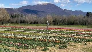 Gentleman Gipsy - Tulipans spring - Gorle (Bg), Italy