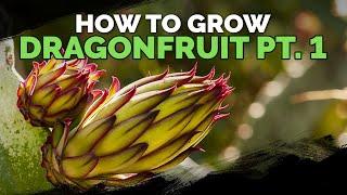 How to Grow Dragon Fruit (Part 1) | Soil, Sun, Water, Containers, and Fertilizing