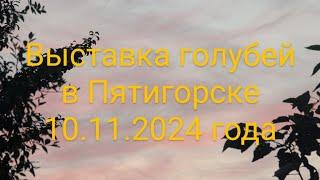 Выставка голубей в Пятигорске 10.11.2024