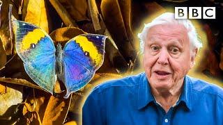 David Attenborough meets some very clever insects  BBC