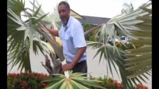 Cold Damage & Recovery of Latan Palms.wmv