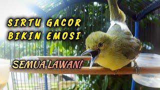 SIRTU/SIRDUNG GACOR BIKIN EMOSI SEMUA LAWAN!.. LANGSUNG IKUT GACOR